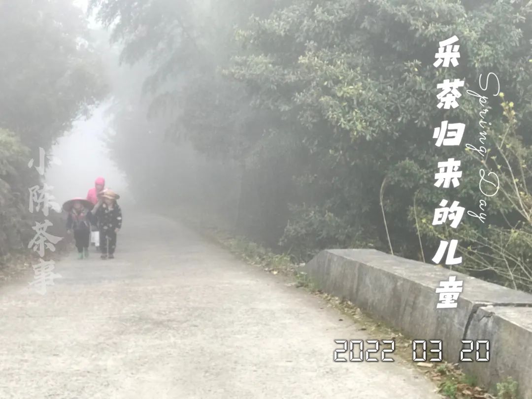 茶叶品种及价格大全