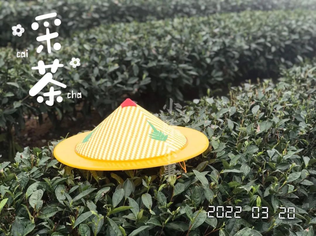 茶叶品种及价格大全