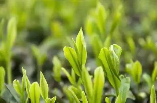 中国茶叶排名前十价格