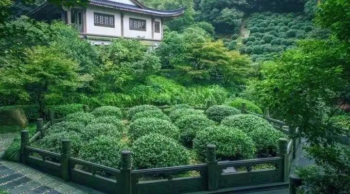 中国茶叶排名前十价格